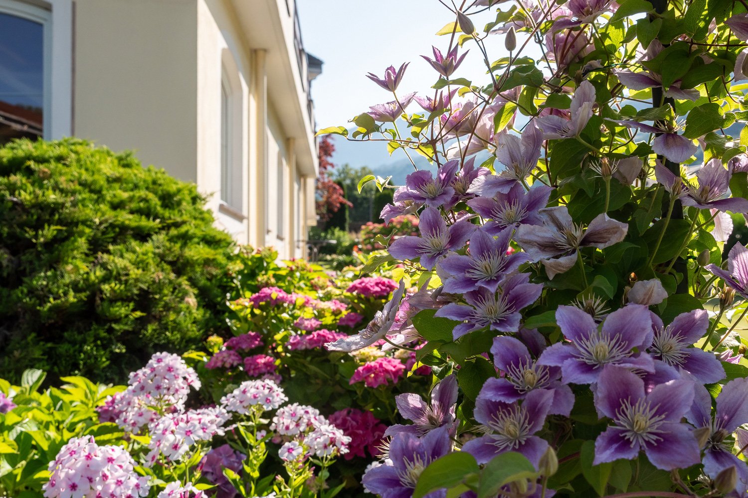 header-img